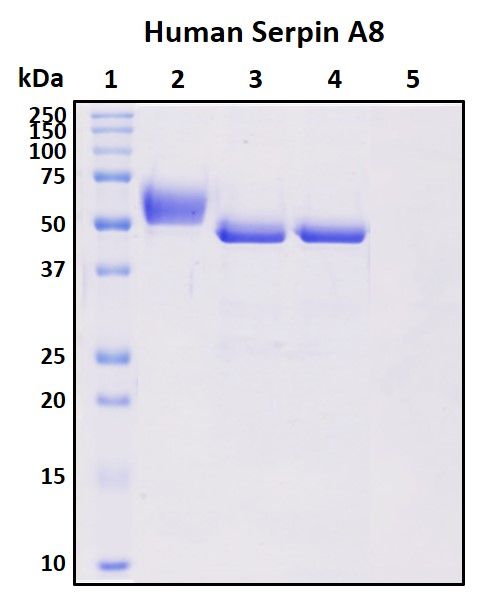 SDS-PAGE