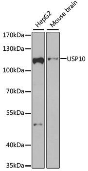 Western blot - USP10 antibody (144-07505)