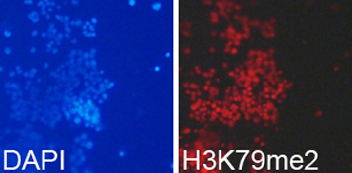 Immunofluorescence - DiMethyl-Histone H3-K79 antibody (144-61341)