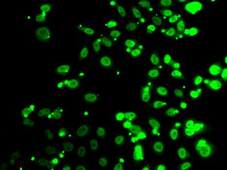 Immunofluorescence - FIP1L1 Polyclonal Antibody (144-07138)