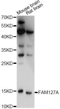 Western blot - FAM127A antibody (144-60807)