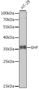Western blot