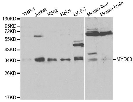 Western blot - MyD88 Polyclonal Antibody (144-00980)