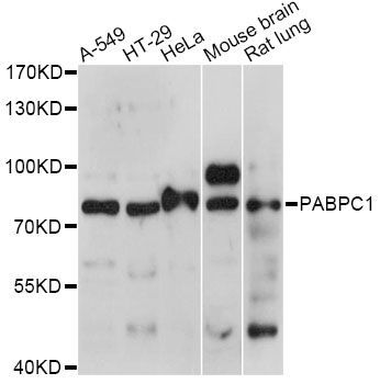 Western blot - PABPC1 antibody (144-60832)