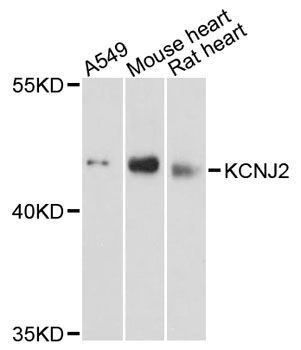 Western blot - KCNJ2 Polyclonal Antibody (144-012949)