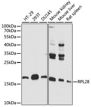 Western blot - RPL28 antibody (144-60912)