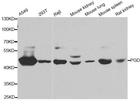 Western blot - PGD antibody (144-07710)