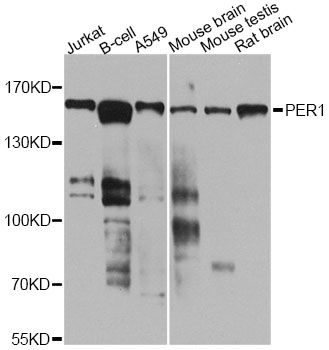 Western blot - PER1 antibody (144-08449)