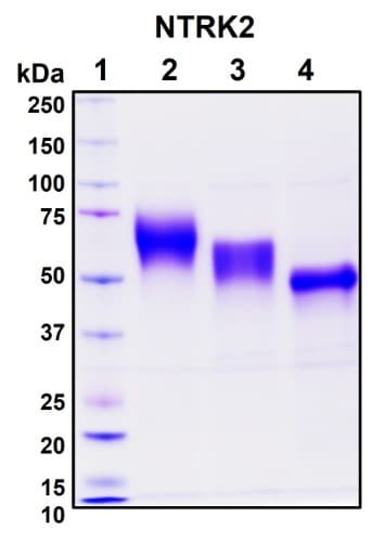 SDS-PAGE Image