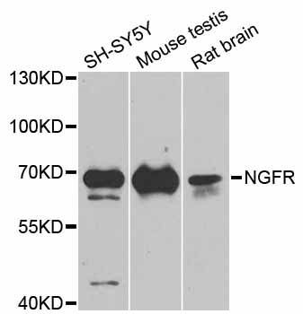 Western blot - NGFR antibody (144-11169)