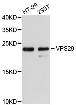Western blot - VPS29 antibody (144-013098)