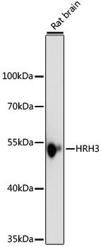 Western blot
