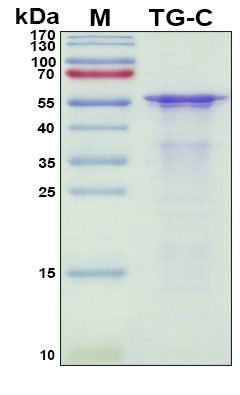 SDS-PAGE