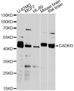 Western blot - CADM3 antibody (144-04902)