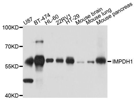 Western blot - IMPDH1 antibody (144-09497)