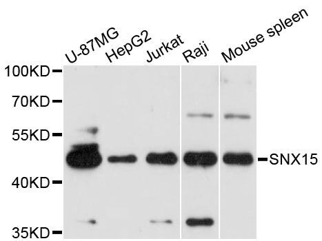 Western blot - SNX15 antibody (144-61465)