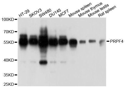 Western blot - PRPF4 antibody (144-06052)