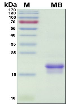 SDS-PAGE