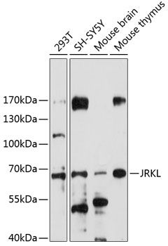 Western blot