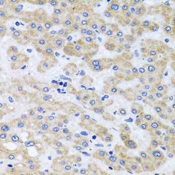Immunohistochemistry - PEX3 antibody (144-07352)