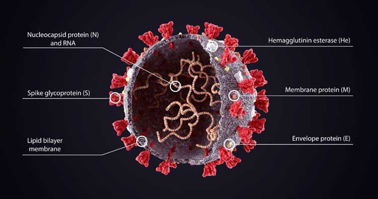 Structure of the SARS-CoV-2 virus