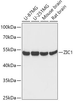 Western blot