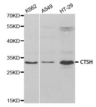 Western blot - CTSH antibody (144-05368)