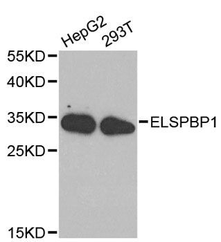 Western blot - ELSPBP1 antibody (144-02151)