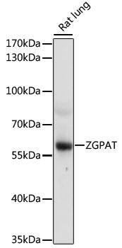 Western blot