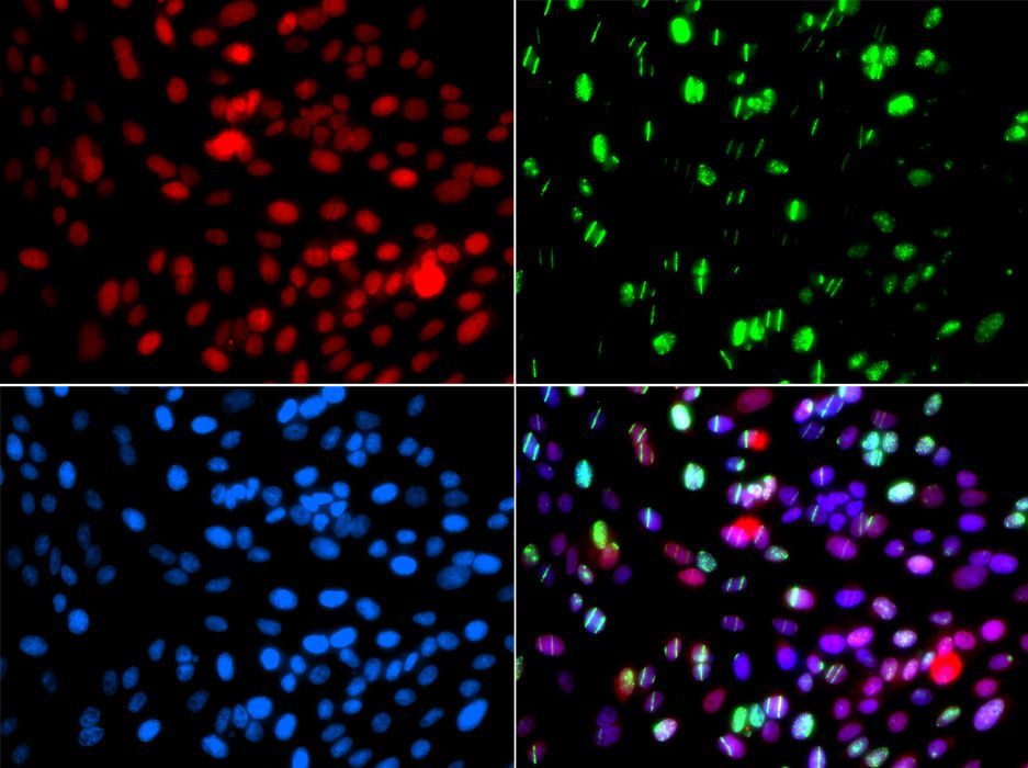 Immunofluorescence - POLD3 Polyclonal Antibody (144-07243)