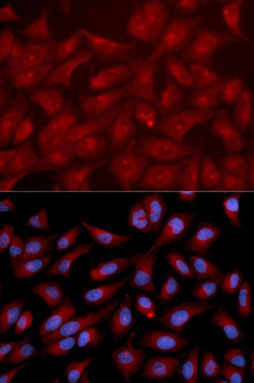Immunofluorescence - RAPGEF3 antibody (144-02199)