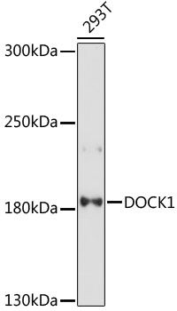 Western blot