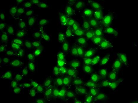 Immunofluorescence - PSMD8 antibody (144-06955)