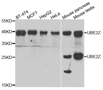 Western blot - UBE2Z Polyclonal Antibody (144-07225)