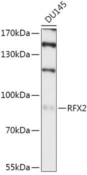 Western blot