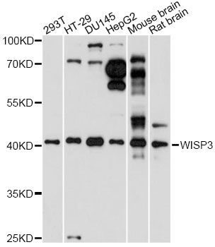 Western blot - WISP3 antibody (144-60804)