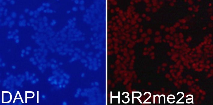 Immunofluorescence - Asymmetric DiMethyl-Histone H3-R2 pAb (144-03155)