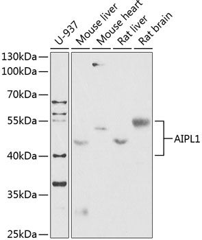 Western blot