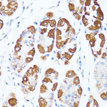 Immunohistochemistry - CYCS antibody (144-60334)