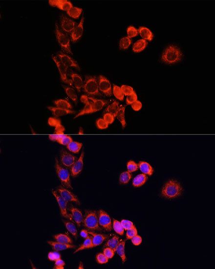 Immunofluorescence - CYCS antibody (144-60334)