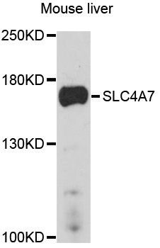 Western blot - SLC4A7 Polyclonal Antibody (144-10271)