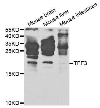 Western blot - TFF3 antibody (144-61327)