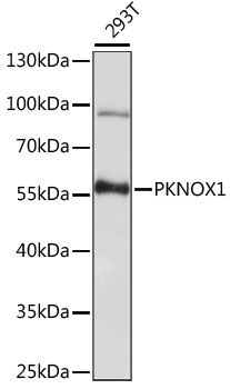 Western blot - PKNOX1 antibody (144-60986)