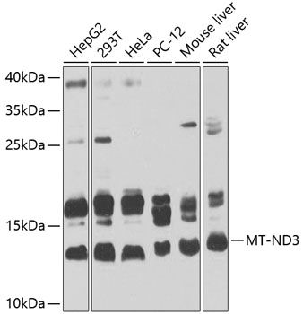 Western blot