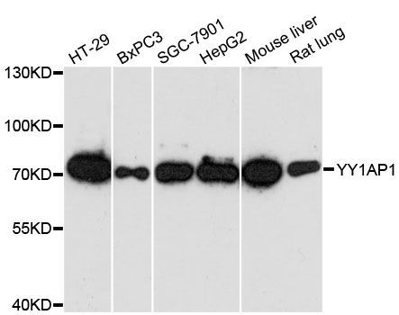 Western blot - YY1AP1 antibody (144-013104)