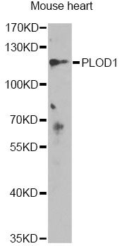 Western blot - PLOD1 antibody (144-60563)