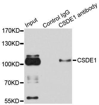 Immunoprecipitation - 3ug CSDE1 antibody (144-05941)