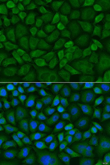 Immunofluorescence - MT-CO1 antibody (144-07531)