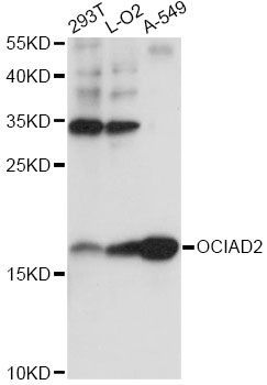 Western blot - OCIAD2 antibody (144-60867)