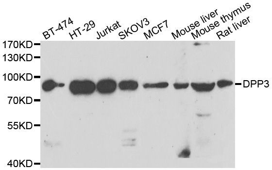 Western blot - DPP3 antibody (144-07054)